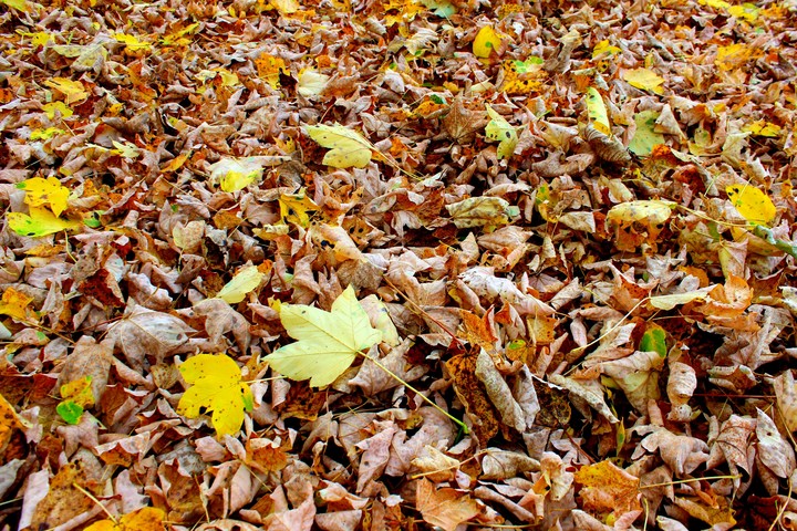 autumn