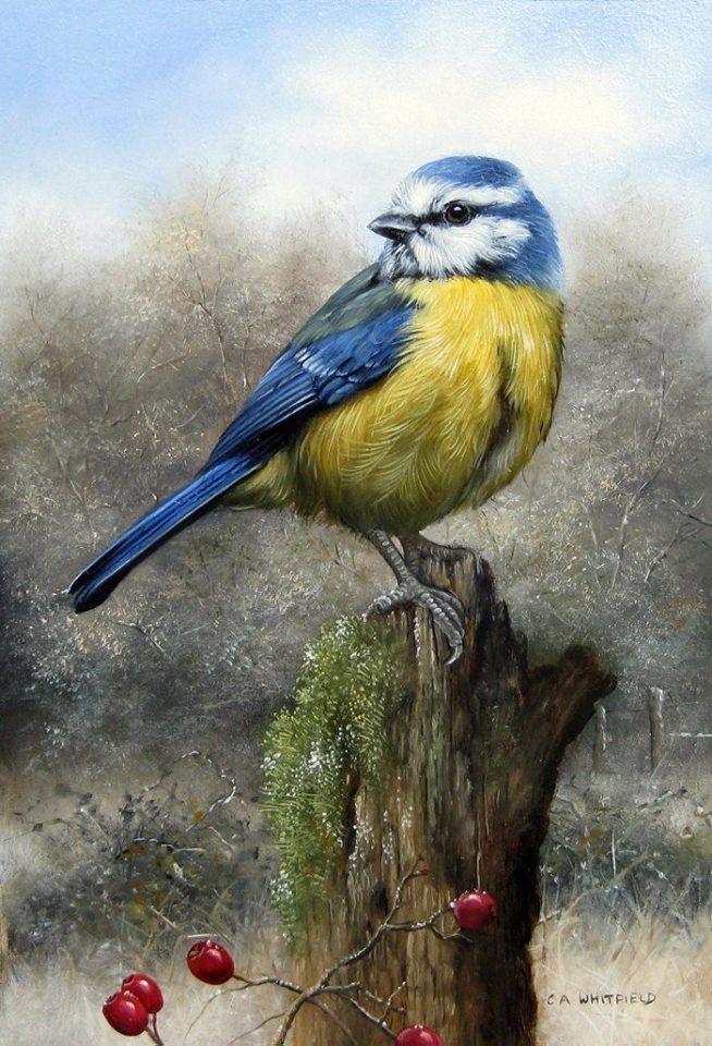 blue tit