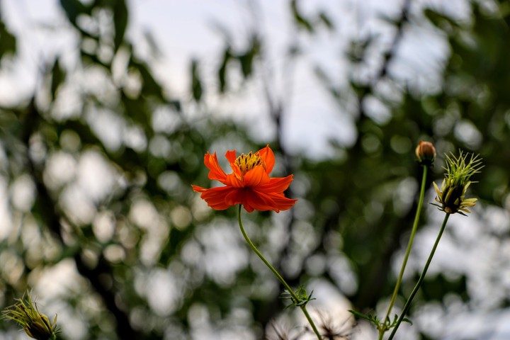 Flower