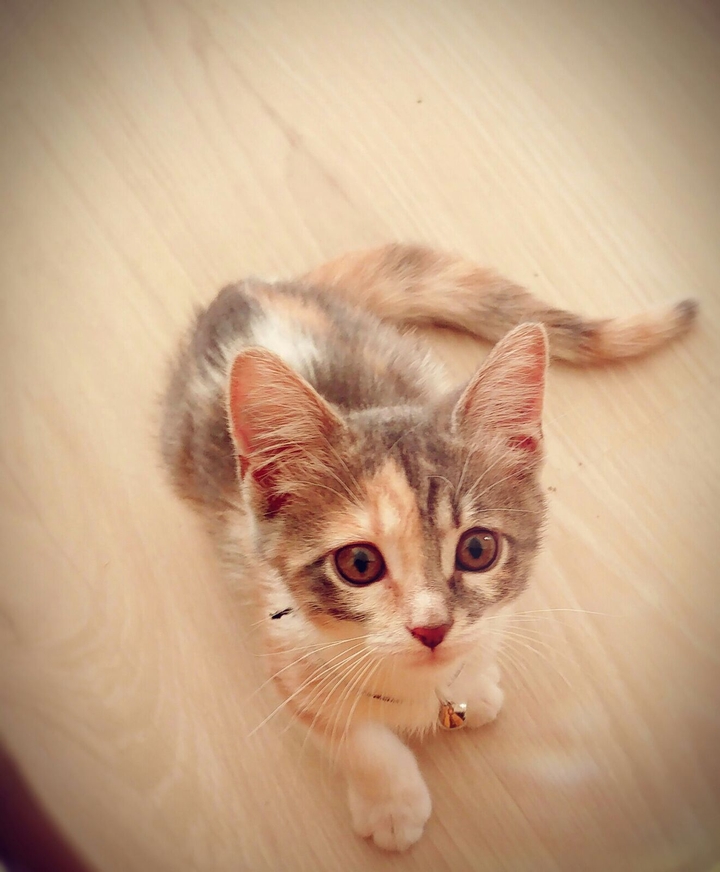 my cat
