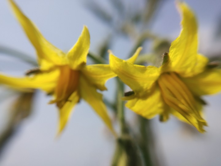 tomato flowers