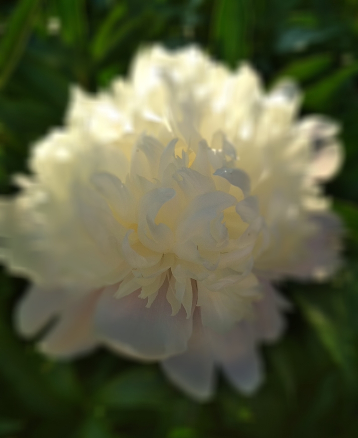 sunshine flower