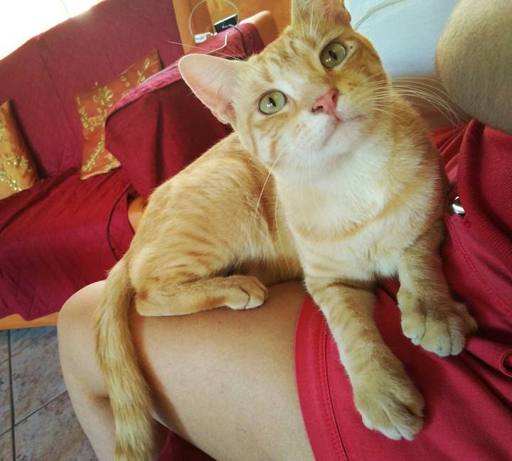 Feline soul