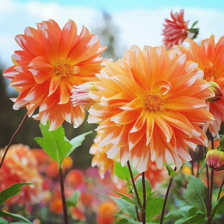 beautiful flower