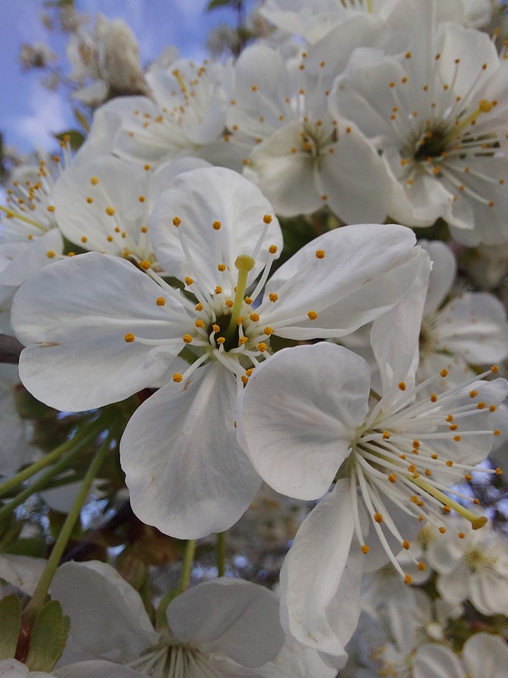 Spring