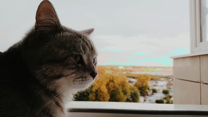мой тигр