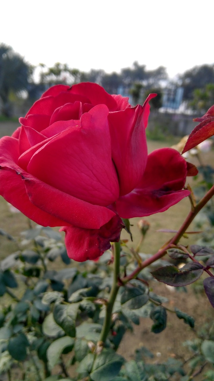 Red Rose