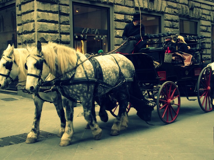 horses