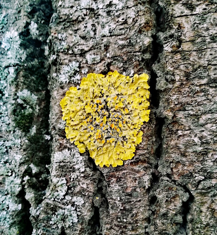 moss