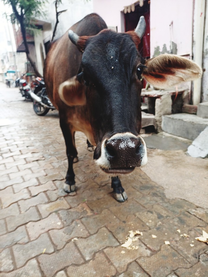 Cow