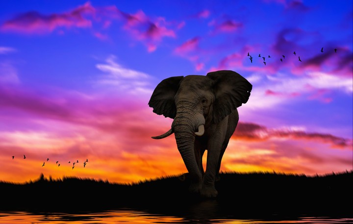 Elephant