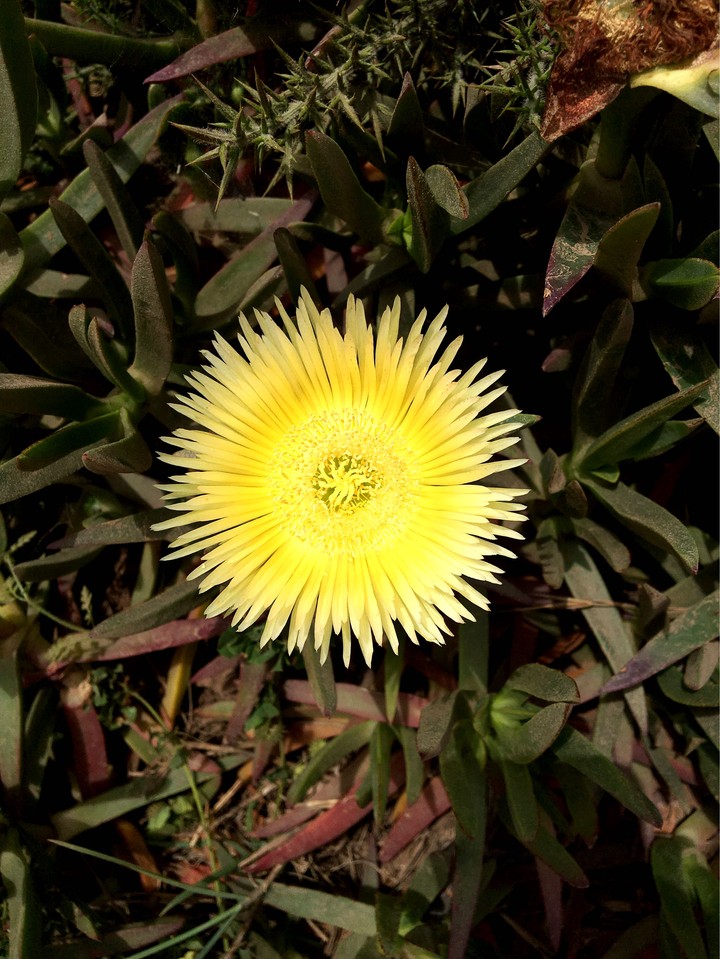 Flower