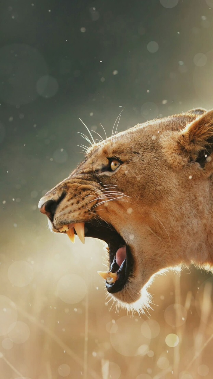 Roar ~