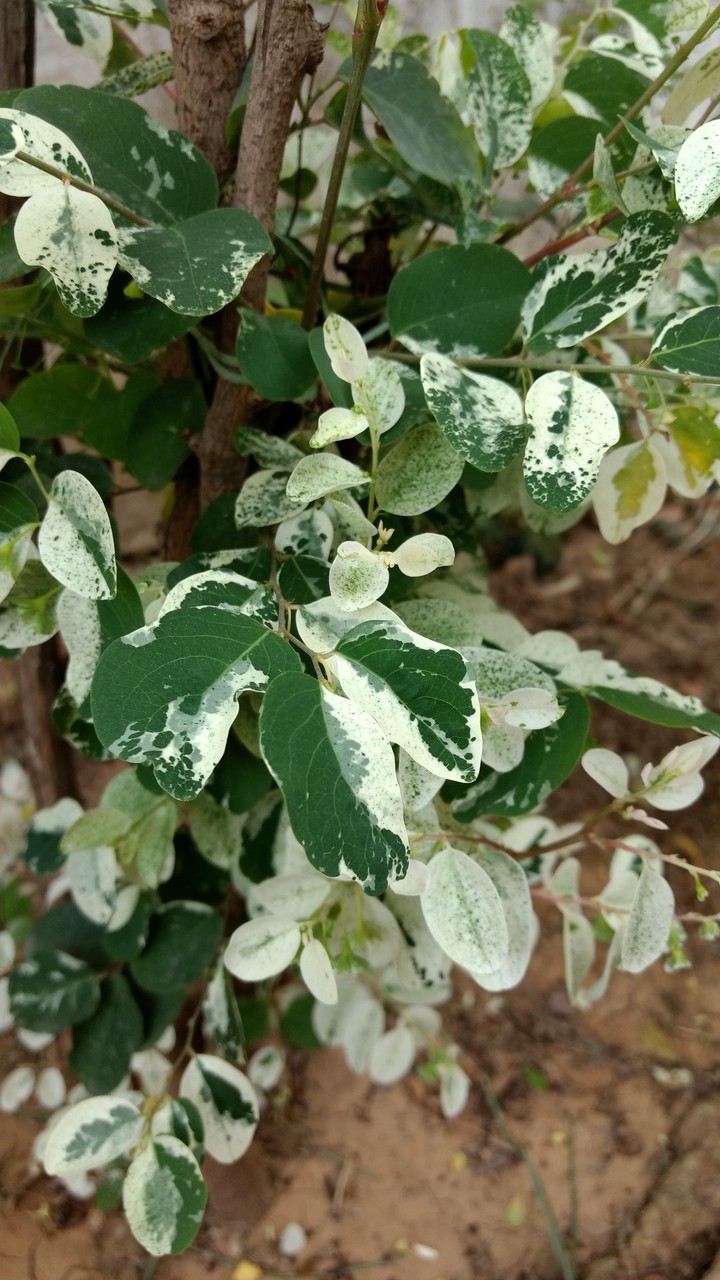 plant