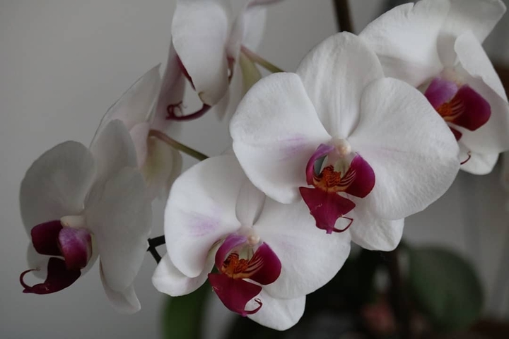 orquídea