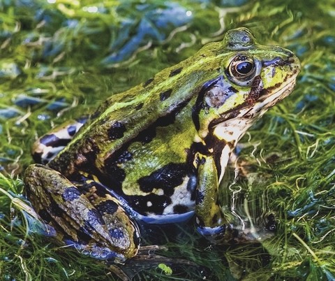 обои amphibians, eleuths