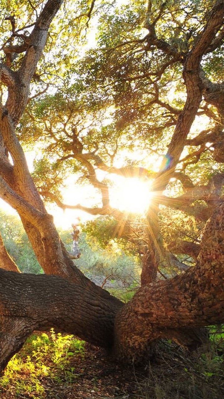 Sun With Tree