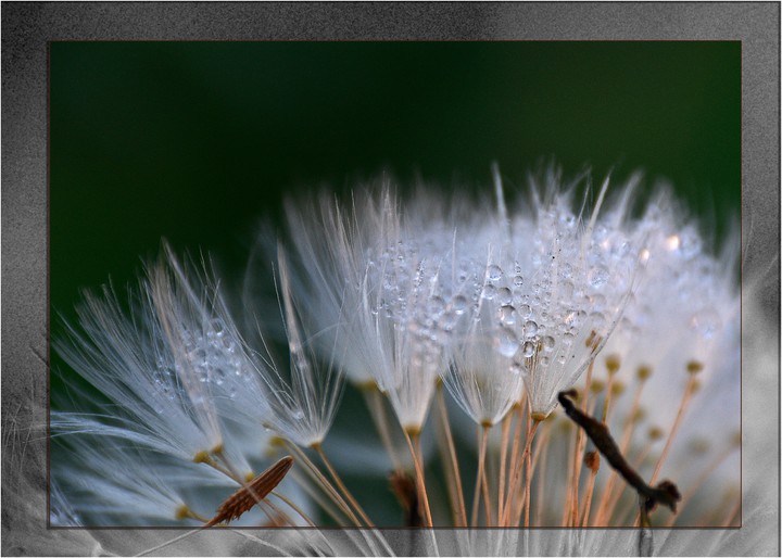 dewdrop