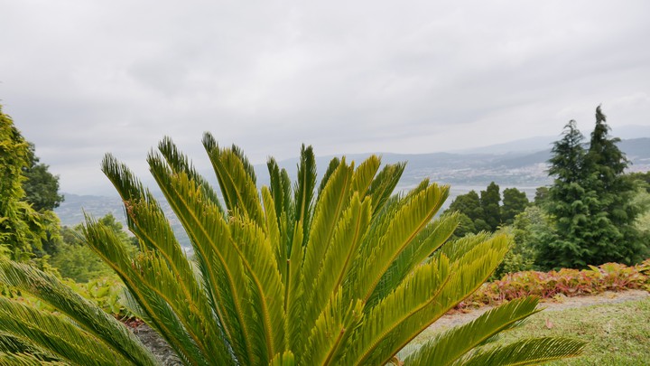 Palm tree