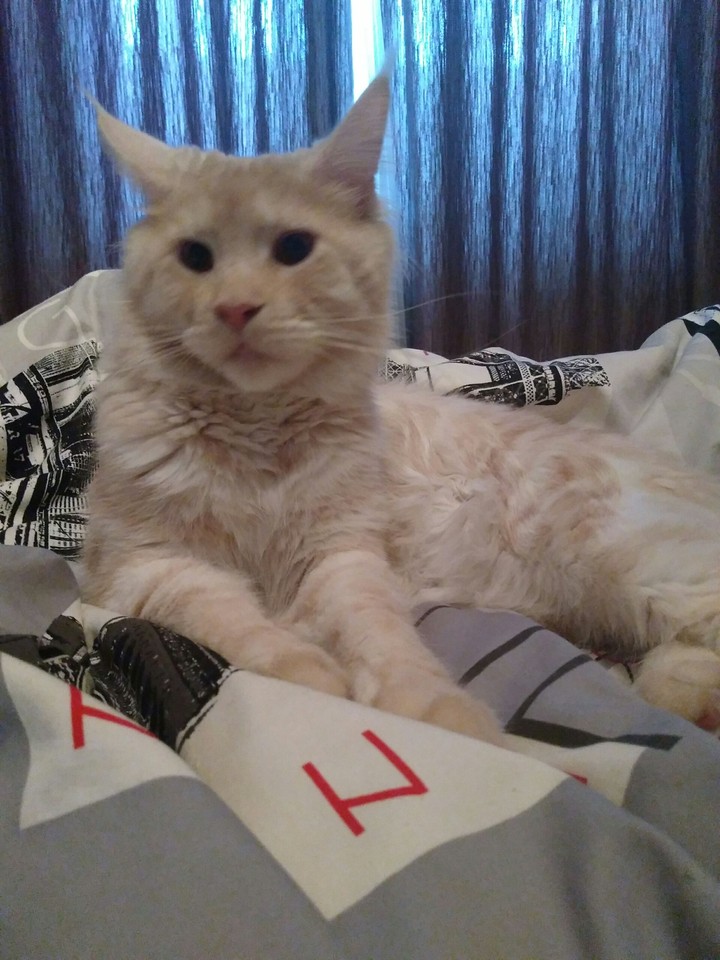 котейка