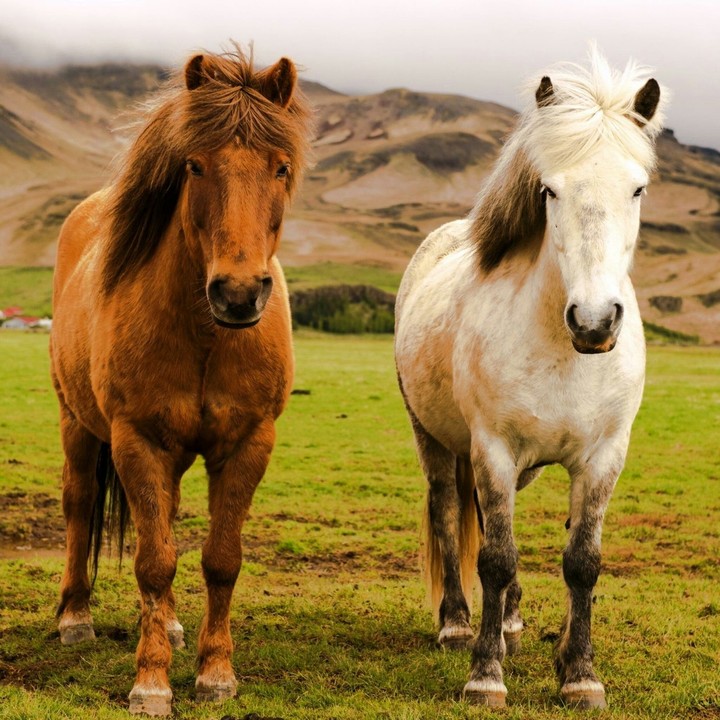 Horse