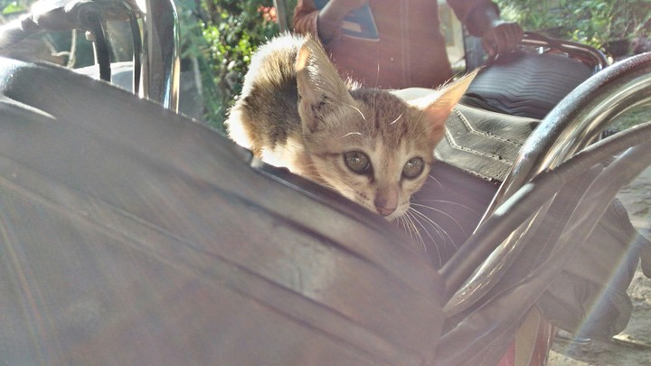 cat
