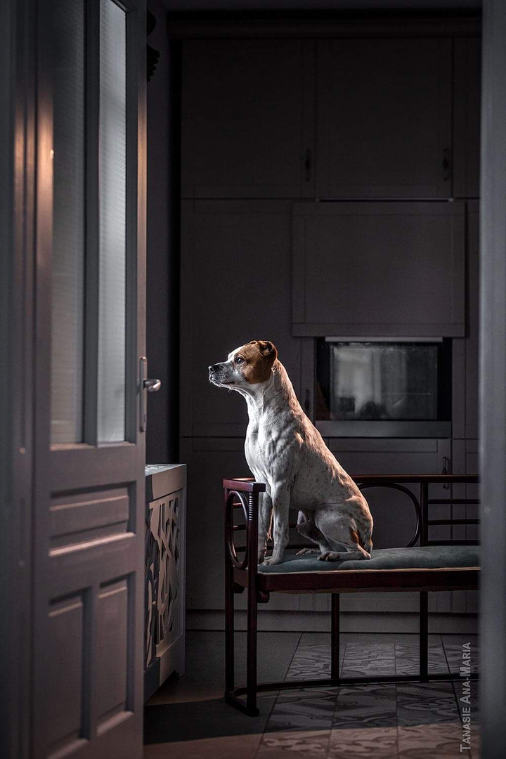 dog