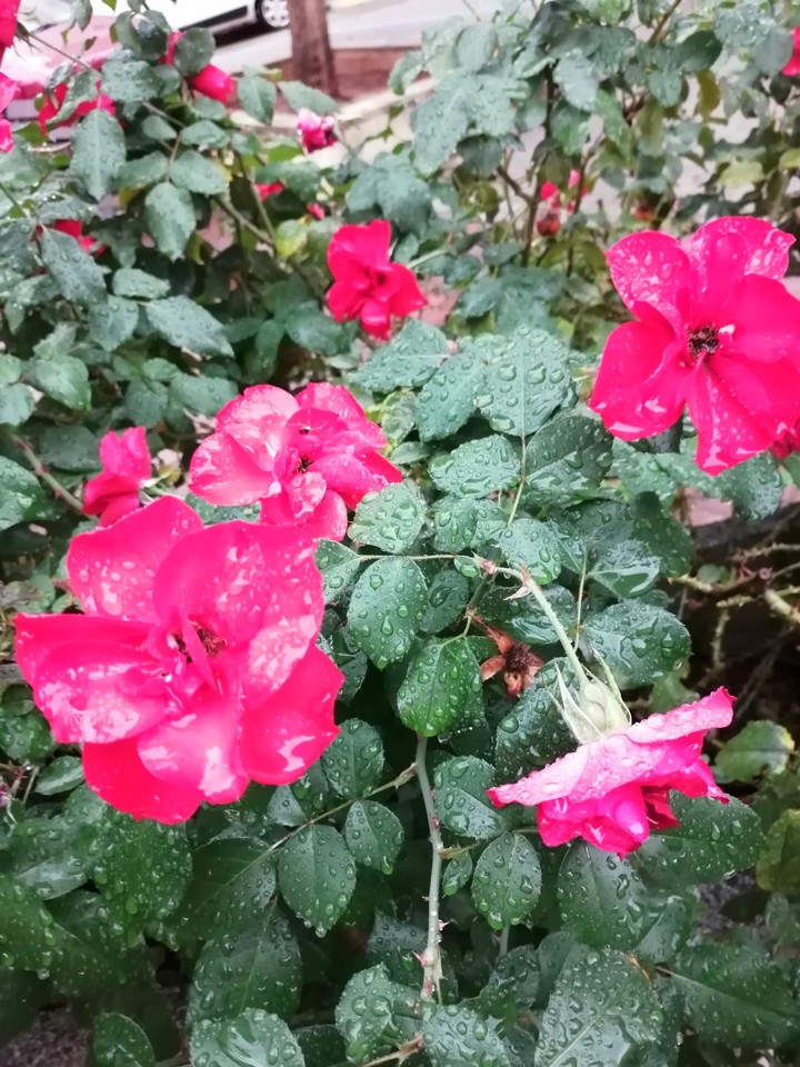 Rainy day