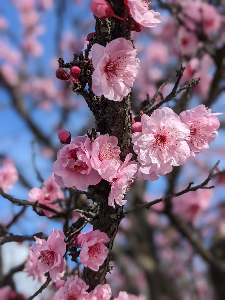 sacura, flower, pink, spring