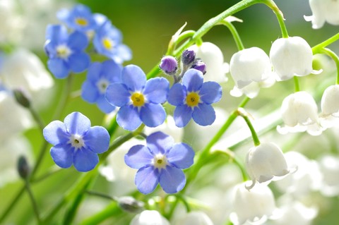 forget-me-not.. Lily of the valleys