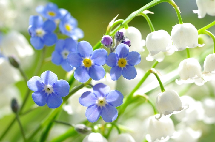 forget-me-not.. Lily of the valleys