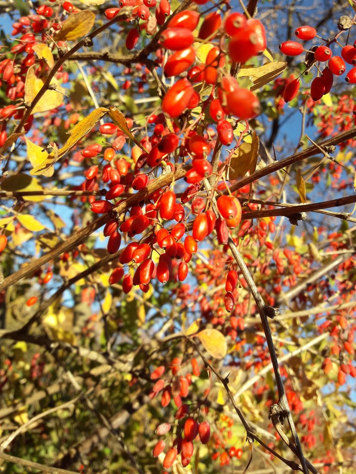 Wonderful and colorful autumn❤☀️