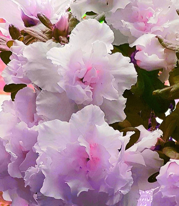 azalia