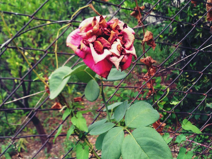 fiori