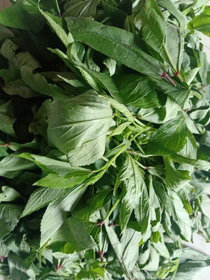 Greenleafs