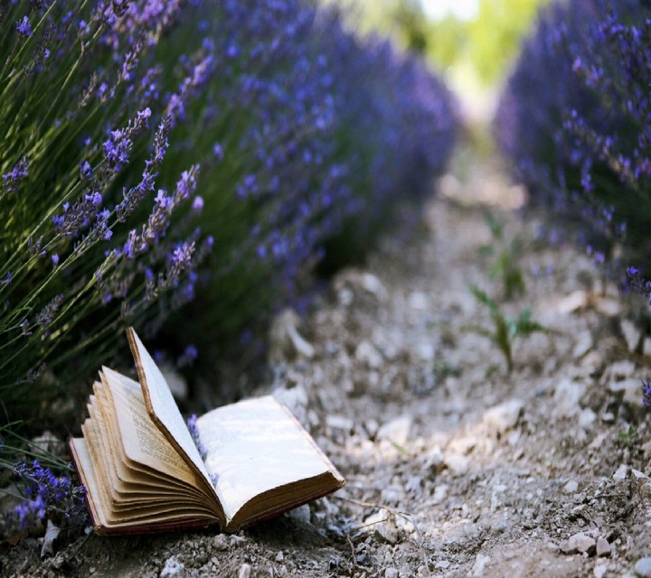 Lavender tiny Book