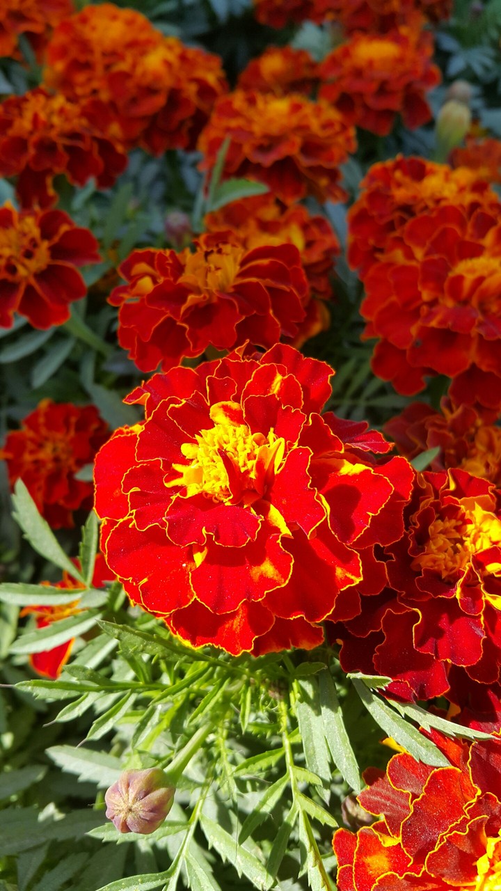flower rose garden red love hope flowers