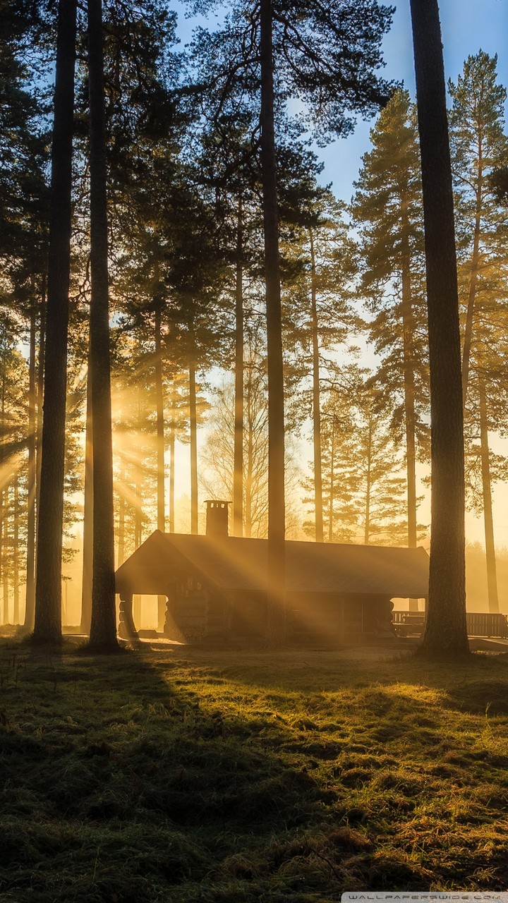 Forest house 