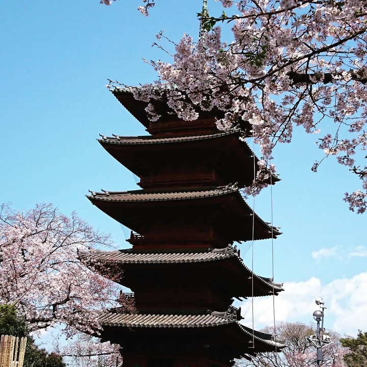 cherry blossoms