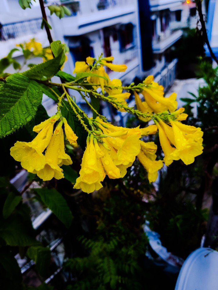 flowers