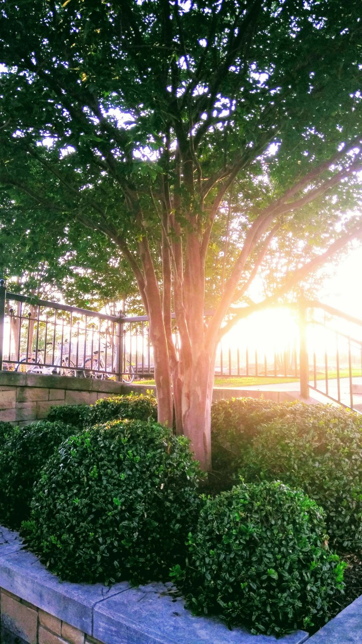 sunlight through trees