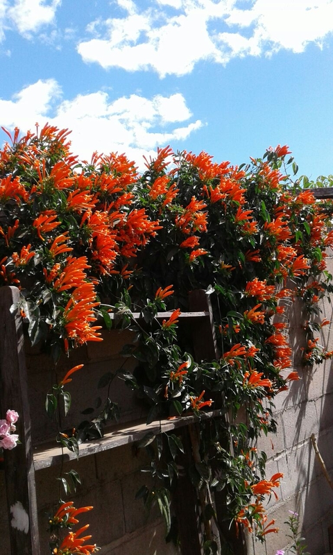 flowers