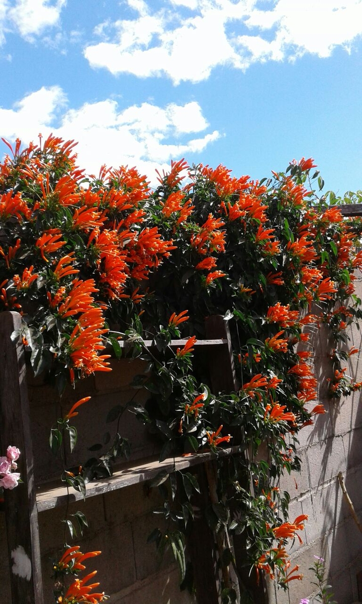 flowers