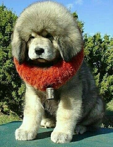 щенок
