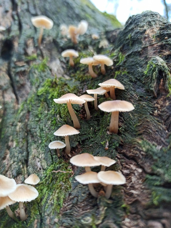 Mushroom