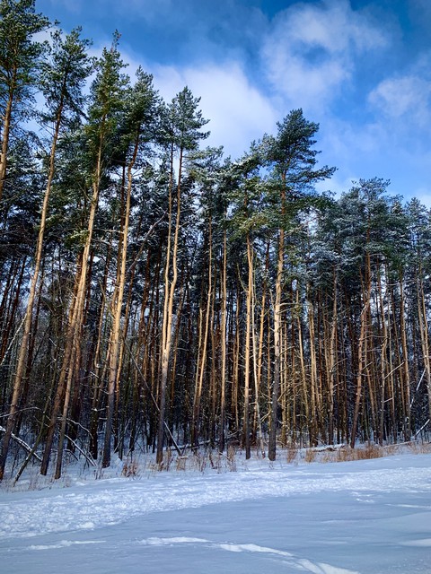 winter forest