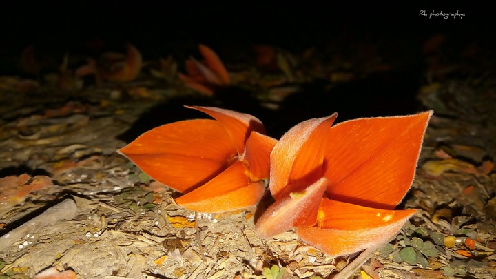 flower of paraas