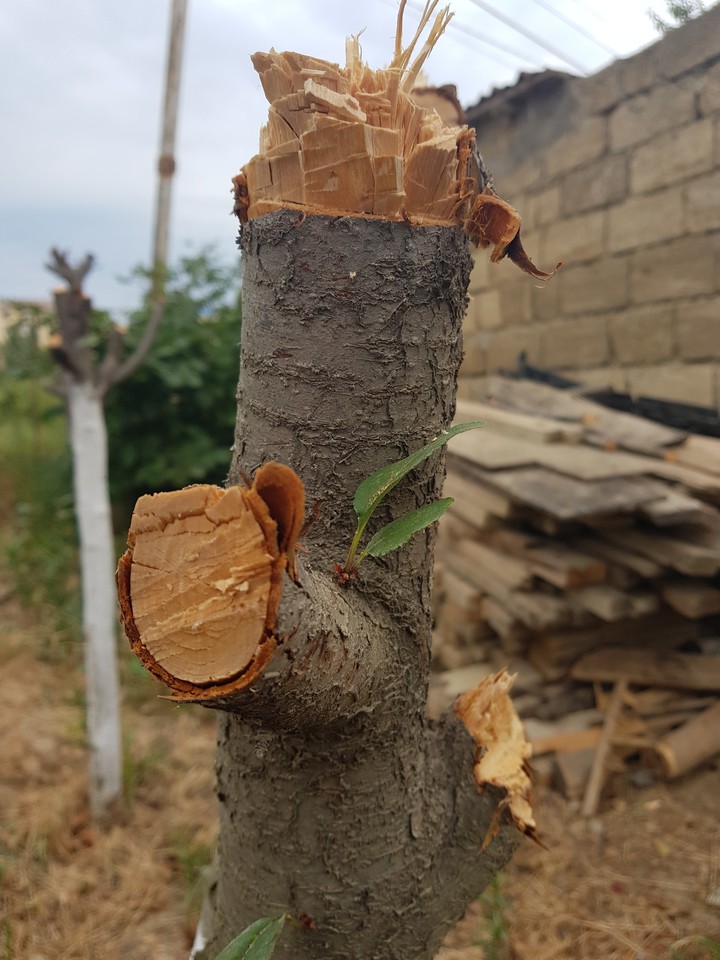 wood