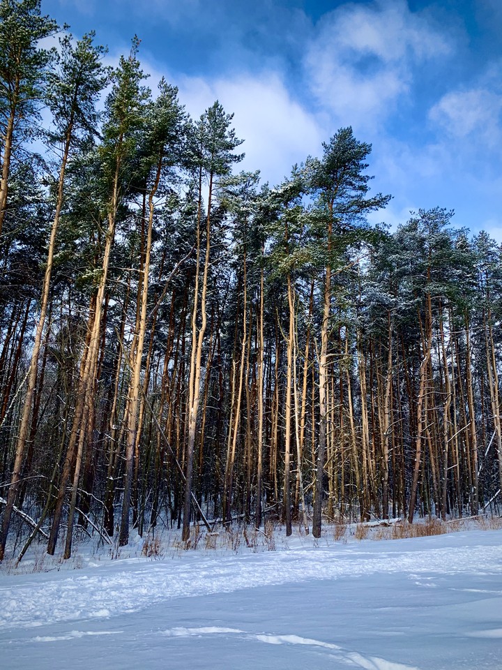 winter forest