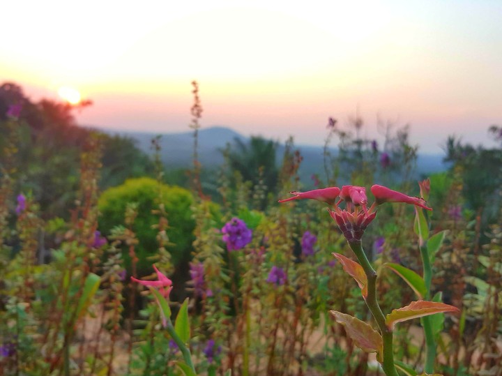 little bird flower